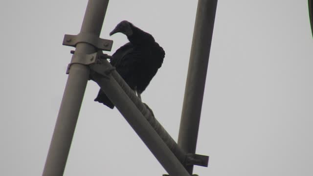 GALLINAZO EN LA CIUDAD