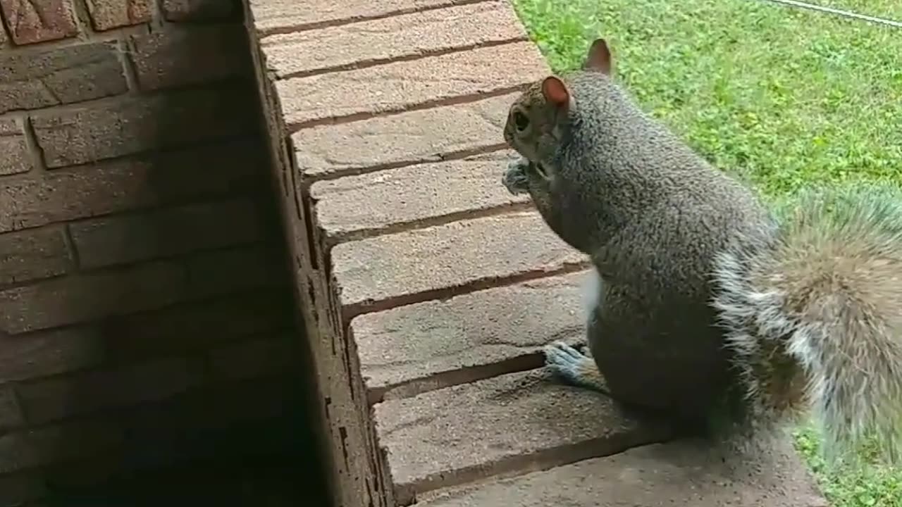 Another lovely day with Mika The Squirrel 🐿️🐾😍