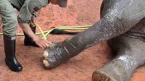 Elephant enjoying a comfortable bath