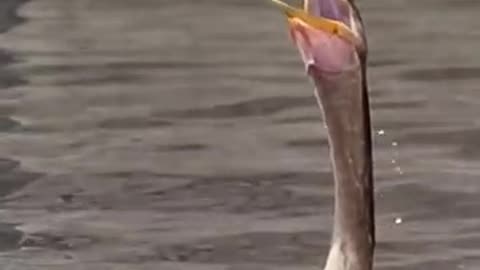 Snake bird throws fish into the air and then swallows it whole. Forward and then reverse. wildlife__