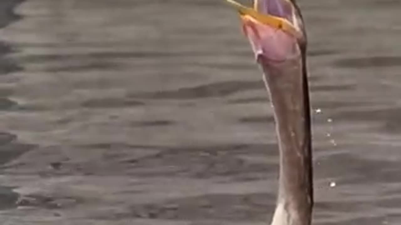 Snake bird throws fish into the air and then swallows it whole. Forward and then reverse. wildlife__