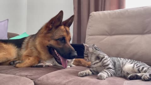 Funny German Shepherd vs Kittens