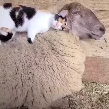 OMG SO CUTEEEE.. ❤️❤️❤️