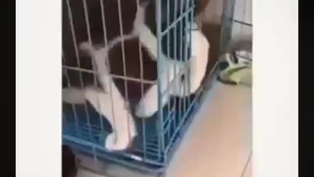 Funny Animals | Watch this video you will laugh the whole day