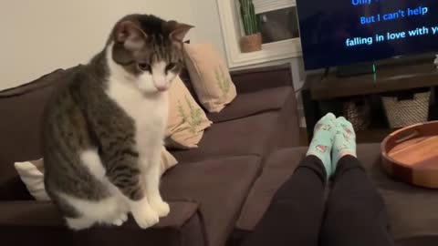 Sweet cat just realized it's owner is pregnant.