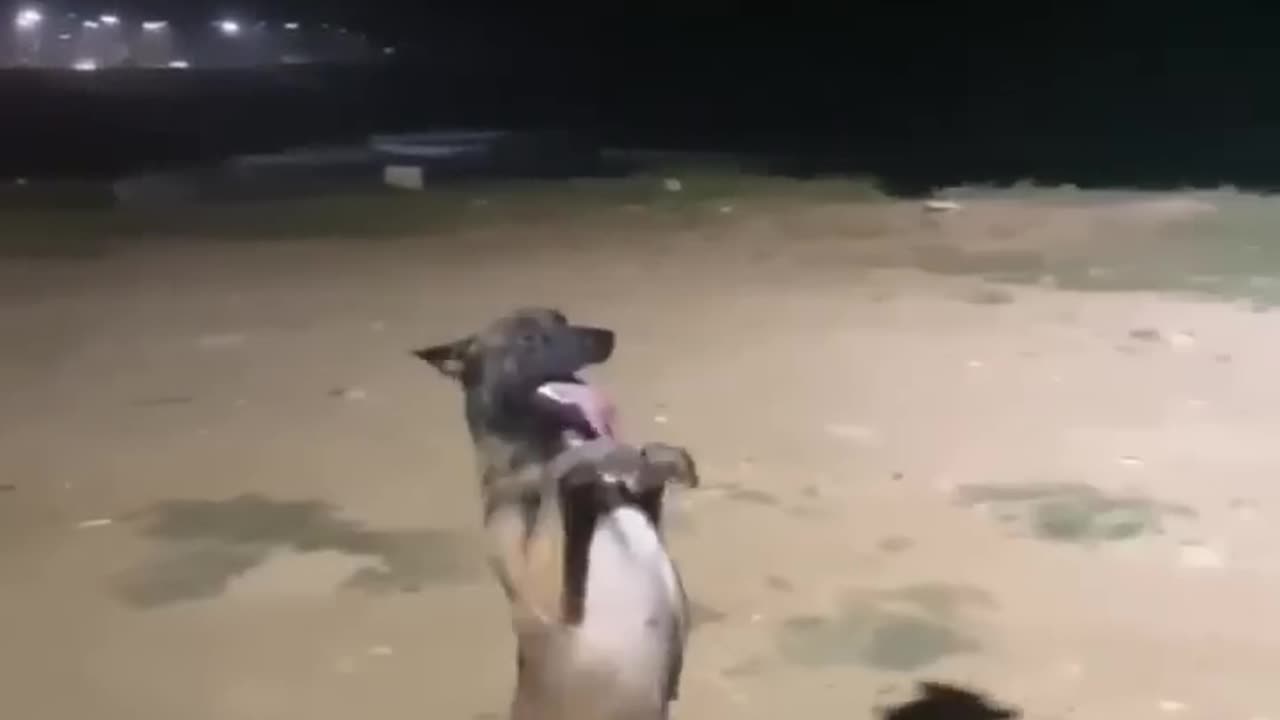 Dog dance