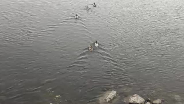 ducks on the river