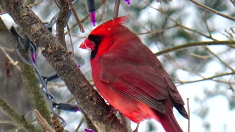 Cardinal