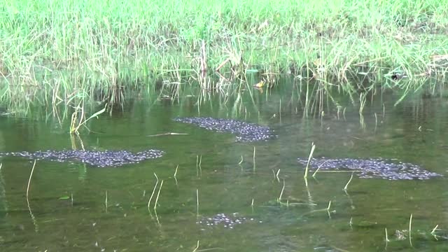 Large group of Whirligig Beetles