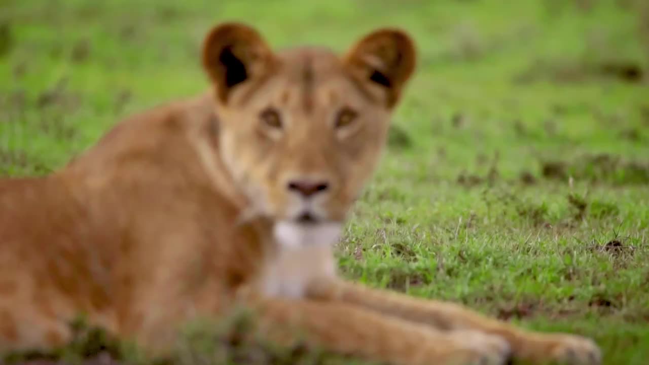 The Strongest AFRICAN LION PRIDE in SAVA NNAH JUNGLE Wild Documentary