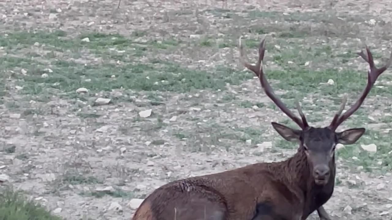 Rescuing A Deer From A Well