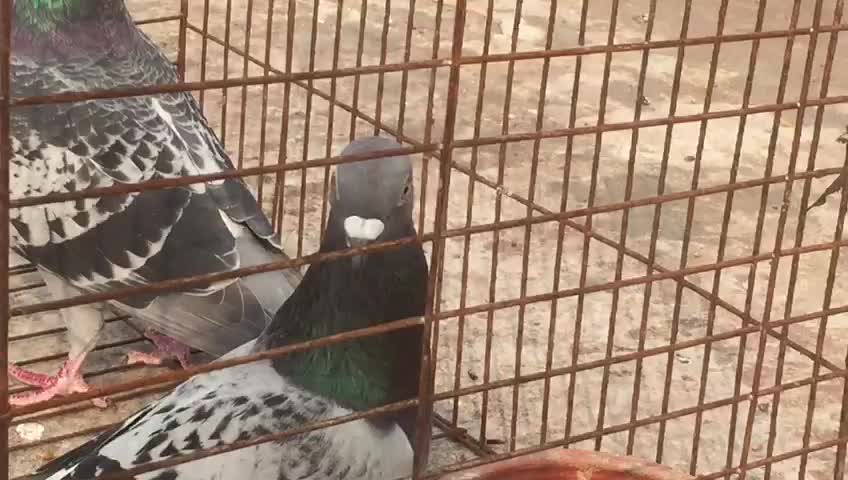 Beautiful pigeon is taking their lunch