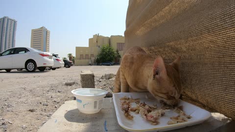 ED SHEERAN - Homeless cat in Ras Al Khaimah, UAE #cat #cats #EdSheeran #emirates #rak #ae #UAE #food