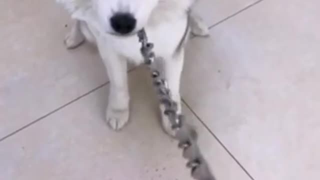 SMART DOG And Funny Videos Compilation 21