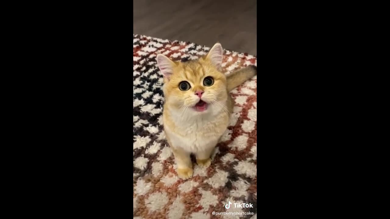 Funny animal videos 2023 - Funny cats_dogs - Funny animals Part 02