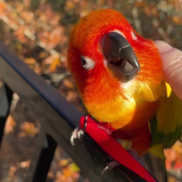 Parrot really enjoying chin scratches