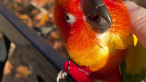 Parrot really enjoying chin scratches