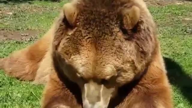 Amazing Animals Bear Video