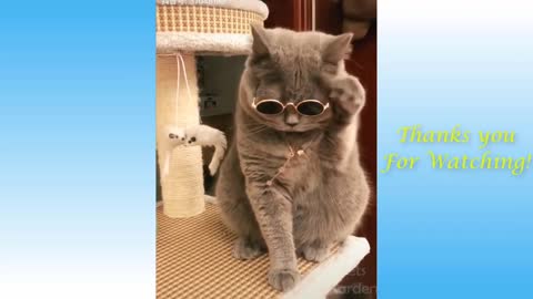 cute animals - funny moments