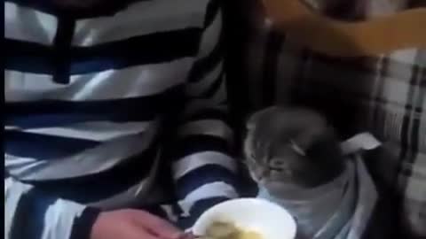 Cat eating soup