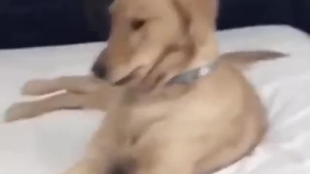 When your dog dances better than you funny for you