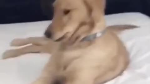 When your dog dances better than you funny for you