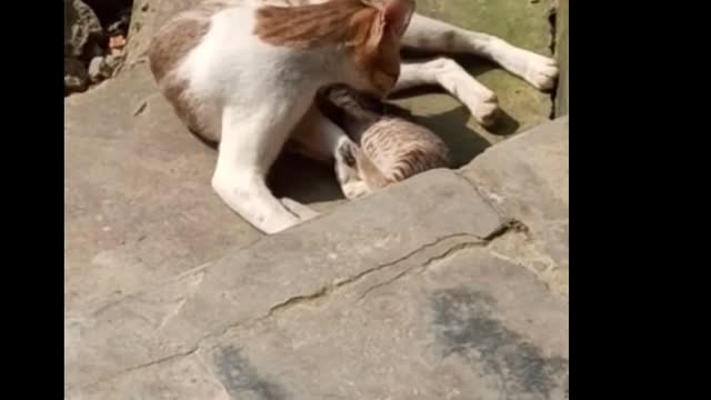 Mother Cat and Cute Kittens - Best Family