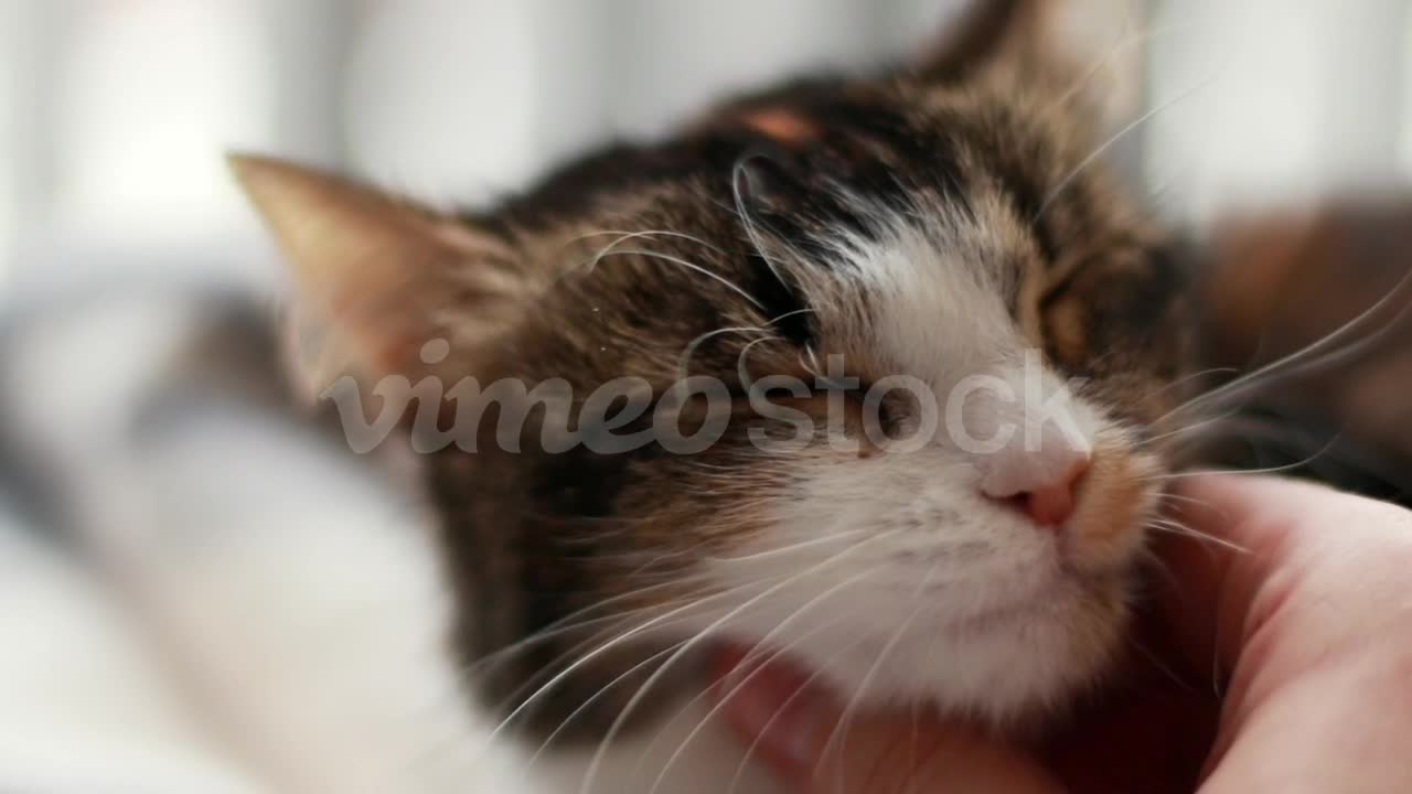 cute cat at home 1