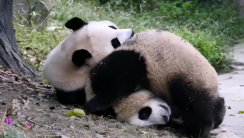 Cute panda cuddle moment