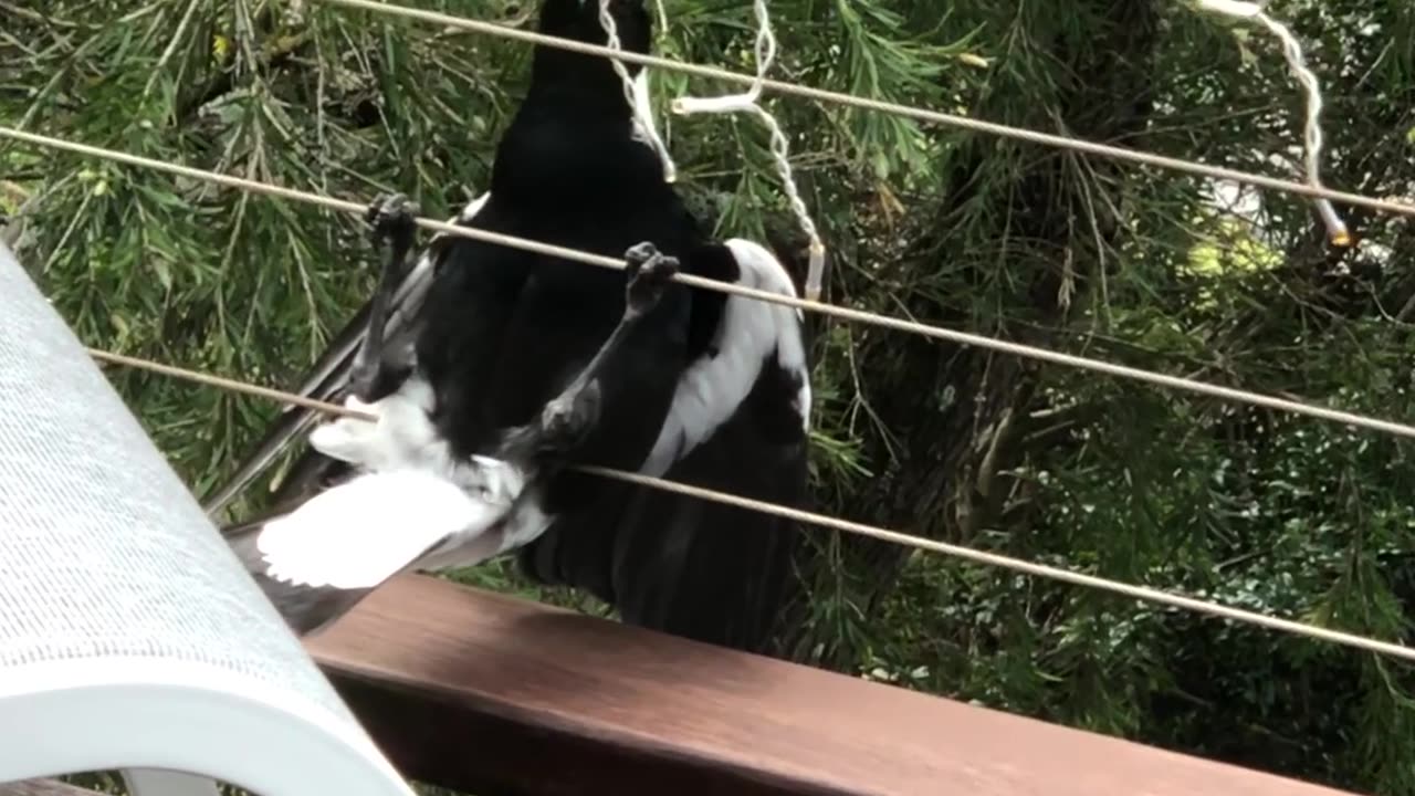 Magpie Trying to Steal My Christmas Lights