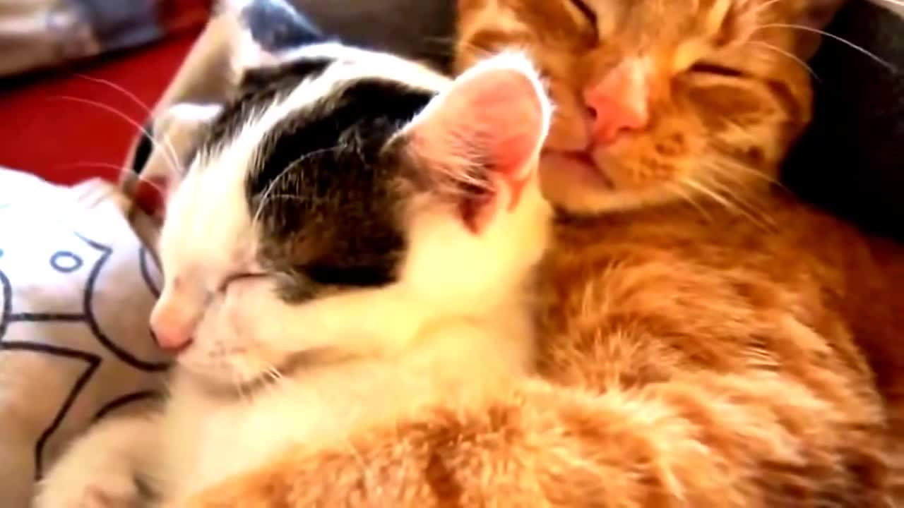 funny videos animals