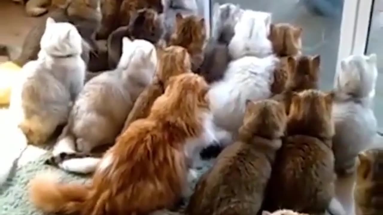 What's Behind the Door? Cats in Hilarious Anticipation!