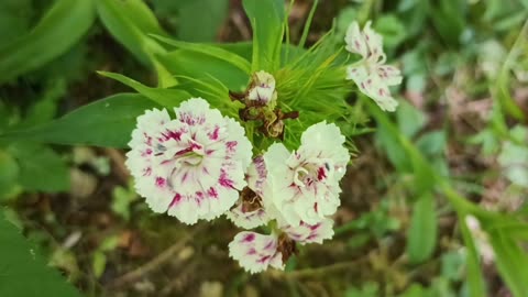 Sweet William