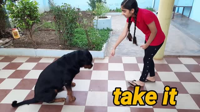 Dog showing all training skills |well trained dog ||dog protection skill