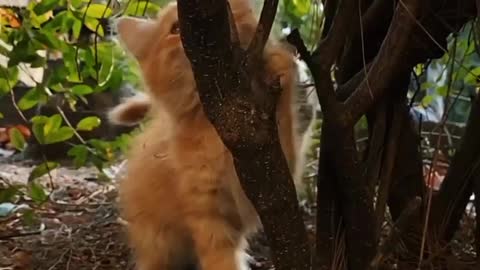 Funny Cat, Funny Cats Video, Funny Cats