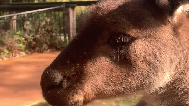 kangaroo munching on sweet potato