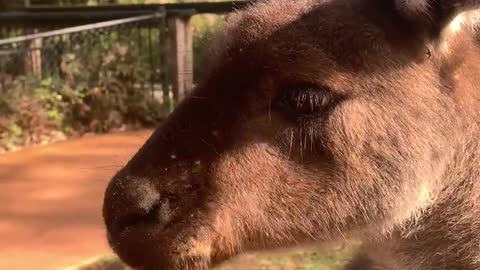 kangaroo munching on sweet potato