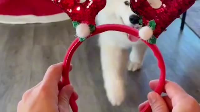 Marry christmas dog