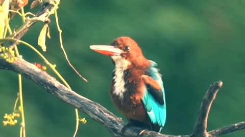 Wildlife's & Funs