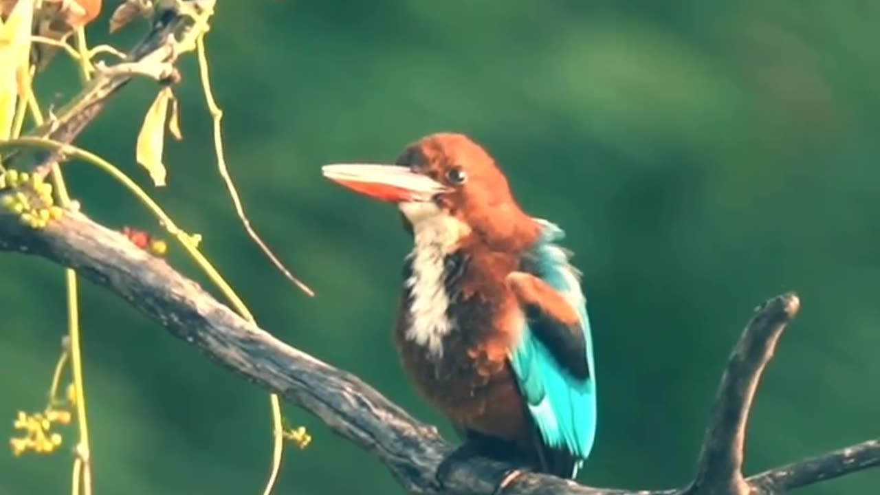 Wildlife's & Funs