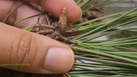 TE DE AGUJAS DE PINO PARA AYUDAR A LIMPIAR A LOS VACUNADOS