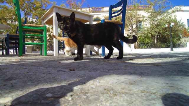 Gatinho negro fofinho.