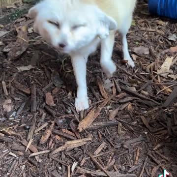 scared beautiful fox