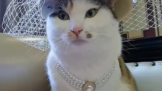 The cat does not provide services, but only provides itself