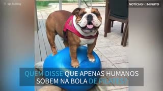 Buldogue mostra habilidade impressionante no pilates