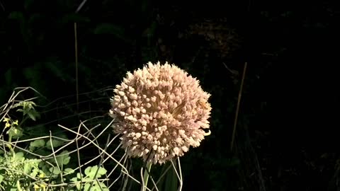 Bee Hovering Over a Bunch of Flowers before Landing