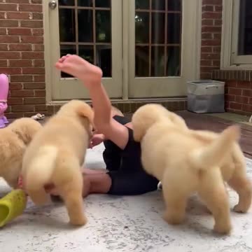 cuteness attack ❤️😍🐕