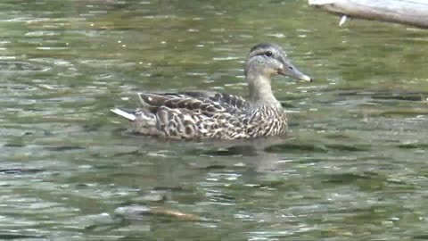 Duck