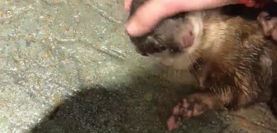 [otter] how much does otter, a little whiny spirit, have a weak heart! But why don't you touch your