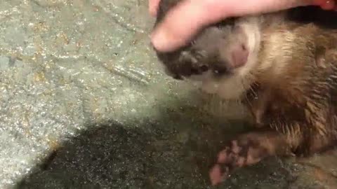 [otter] how much does otter, a little whiny spirit, have a weak heart! But why don't you touch your